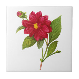 Rode Dahlia door Pierre Joseph Redoute Tegeltje