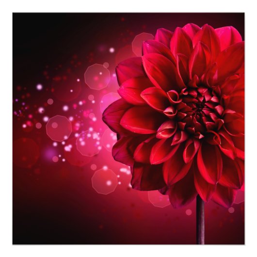 Rode Dahlia Foto Afdruk (Voorkant)
