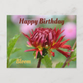 Rode Dahlia klaar om te bloeien Fotografische verj Briefkaart (Voorkant)