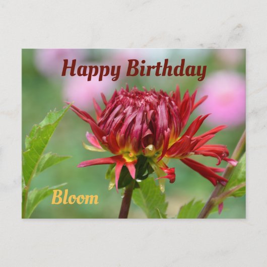 Rode Dahlia klaar om te bloeien Fotografische verj Briefkaart (Voorkant)