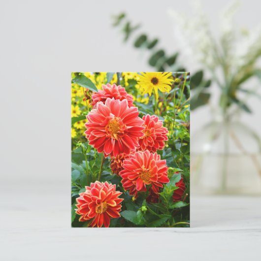 Rode Dahlias Briefkaart (Staand voorkant)