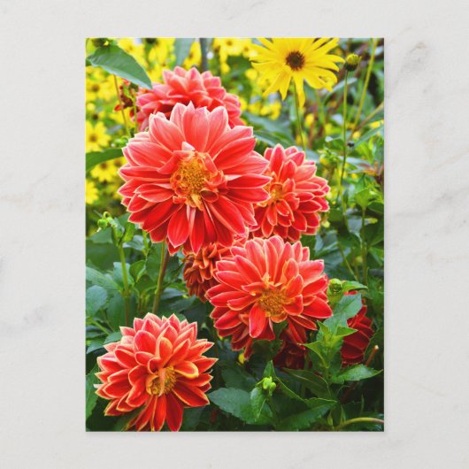 Rode Dahlias Briefkaart (Voorkant)