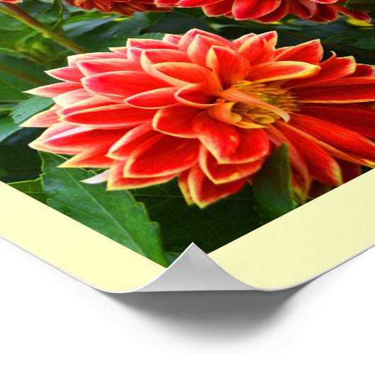 Rode dahlias floral poster (Hoek)