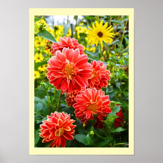 Rode dahlias floral poster (Voorkant)