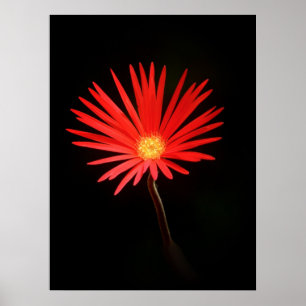 Rode Daisy-bloem Poster