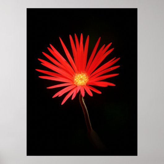 Rode Daisy-bloem Poster (Voorkant)