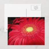 Rode Daisy Postcard Briefkaart (Voorkant / Achterkant)