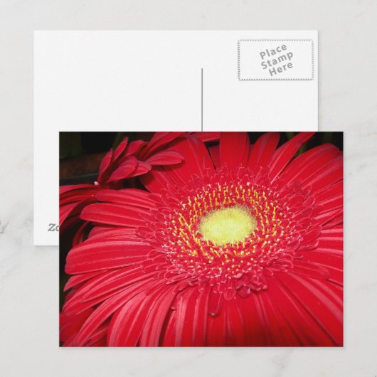 Rode Daisy Postcard Briefkaart (Voorkant / Achterkant)