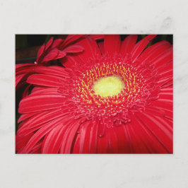 Rode Daisy Postcard Briefkaart