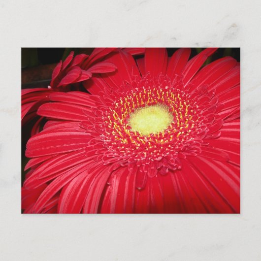 Rode Daisy Postcard Briefkaart (Voorkant)