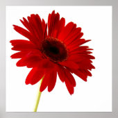 rode dame poster (Voorkant)