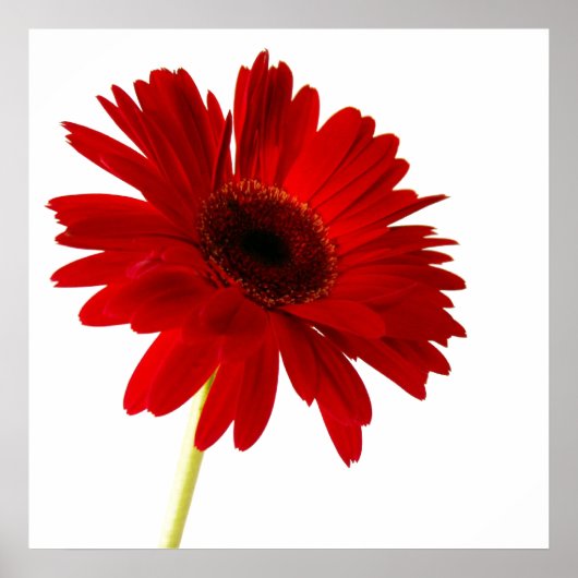 rode dame poster (Voorkant)