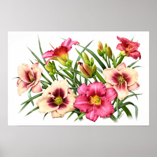 Rode Daylilies Botanische Kunstafdrukken Poster (Voorkant)
