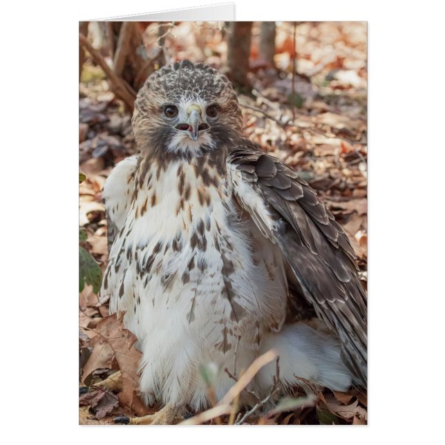 Rode De steel verwijderde van Havik (Voorkant)