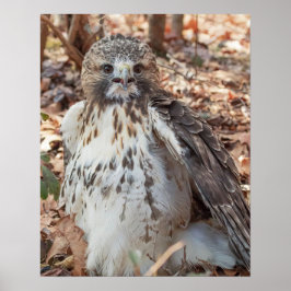 Rode De steel verwijderde van Havik Poster