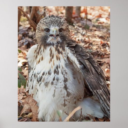 Rode De steel verwijderde van Havik Poster (Voorkant)