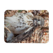 Rode De steel verwijderde van Verdubbelde Havik Magneet (Horizontaal)