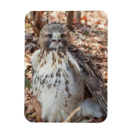 Rode De steel verwijderde van Verdubbelde Havik Magneet