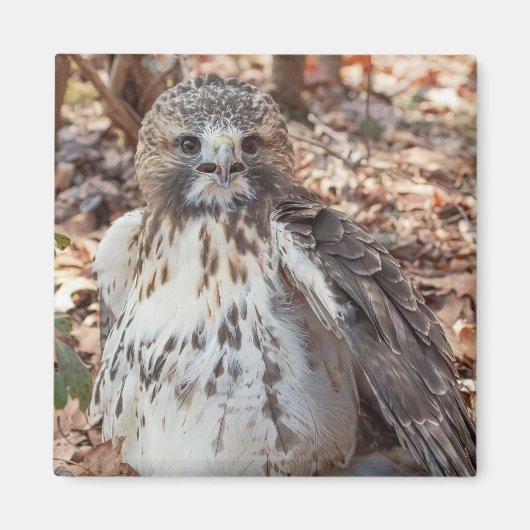 Rode De steel verwijderde van Verdubbelde Havik Magneet (Voorkant)