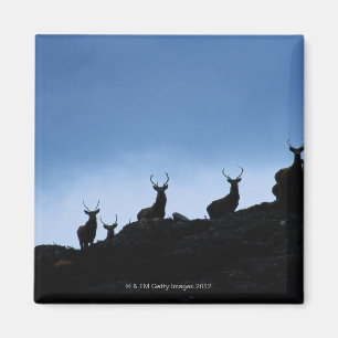 RODE DEER (CERVUS ELAPHUS) TEGEN MAGNEET
