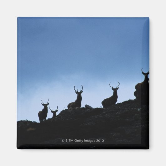RODE DEER (CERVUS ELAPHUS) TEGEN MAGNEET (Voorkant)