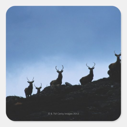 RODE DEER (CERVUS ELAPHUS) TEGEN VIERKANTE STICKER (Voorkant)