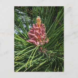 Rode dennenboom pollen kegel (Pinus resinosa) Briefkaart
