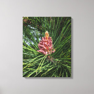Rode dennenboom pollen kegel (Pinus resinosa) Canvas Afdruk