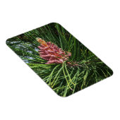 Rode dennenboom pollen kegel (Pinus resinosa) Magneet (Rechterzijde)