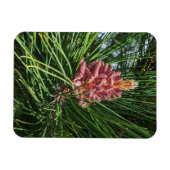 Rode dennenboom pollen kegel (Pinus resinosa) Magneet (Horizontaal)