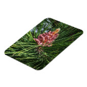 Rode dennenboom pollen kegel (Pinus resinosa) Magneet (Linkerzijde)