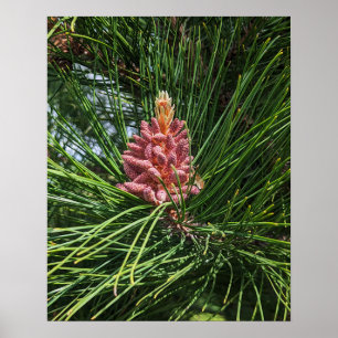 Rode dennenboom pollen kegel (Pinus resinosa) Poster