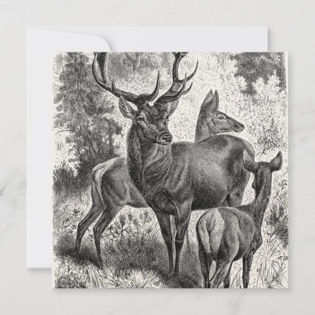  Rode Der Illustration Stag Doe Fawn van 1800's (Voorkant)