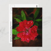 rode dianthus met regendruppels briefkaart (Voorkant / Achterkant)
