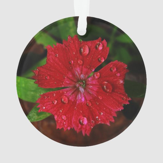 rode dianthus met regendruppels ornament (achterkant)