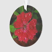 rode dianthus met regendruppels ornament (voorkant)