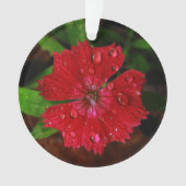 rode dianthus met regendruppels ornament (voorkant)