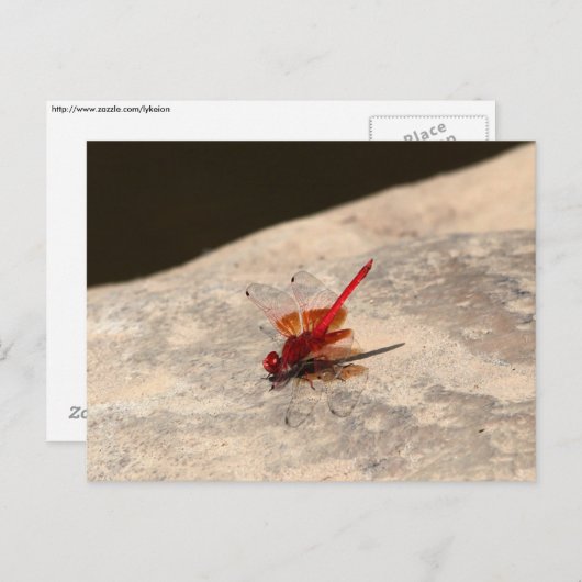 Rode dragonfly in Afrika (Trithemis sp.) Briefkaart (Voorkant / Achterkant)