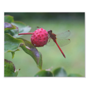 Rode dragonvlieg op Natuur van Dogwood Fruit Foto Afdruk