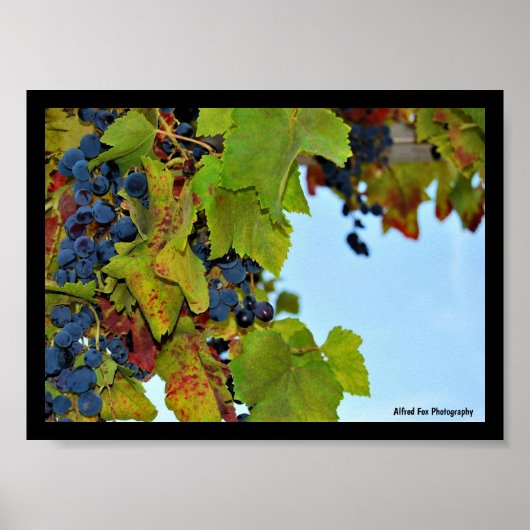 Rode Druiven Blauwe Lucht Poster (Voorkant)