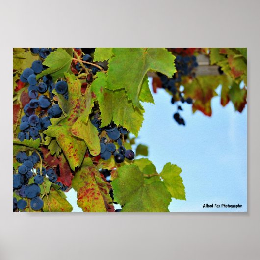 Rode Druiven Blauwe Lucht Poster (Voorkant)