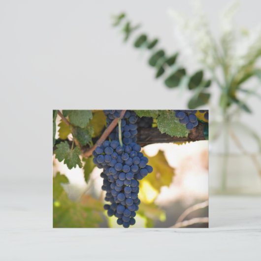 Rode druiven op de wijnstok gebruikt om wijn te ma briefkaart (Staand voorkant)