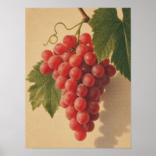 rode druiven vintage stilleven poster (Voorkant)