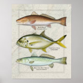 Rode drum, Crevalle Jack, Zee Trout Trio Poster (Voorkant)