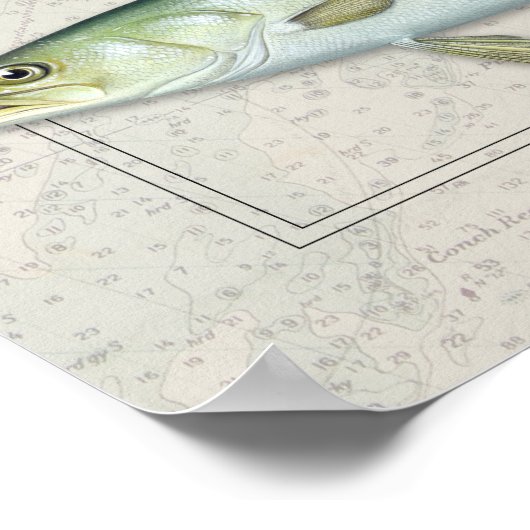 Rode drum, Crevalle Jack, Zee Trout Trio Poster (Hoek)