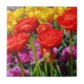 Rode dubbele tulpen tegeltje (Voorkant)