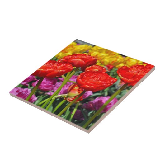 Rode dubbele tulpen tegeltje (Zijkant)