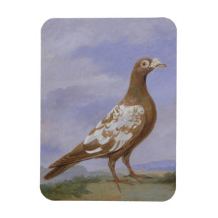 Rode duif (olie op doek) magneet