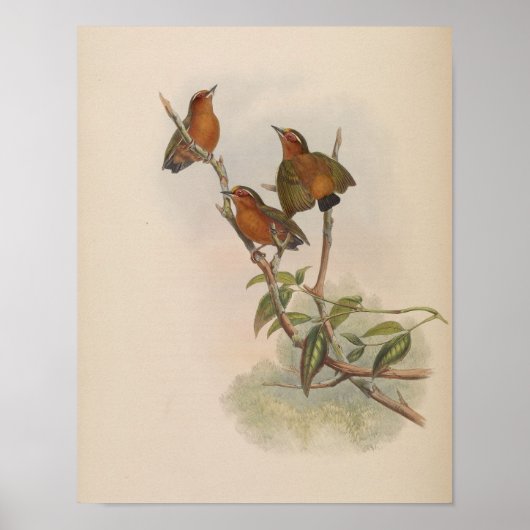 Rode Dwergspecht door John Gould Print (Voorkant)
