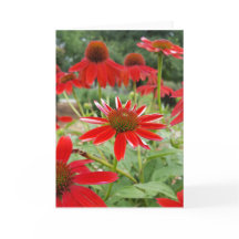 Rode Echinacea Notecards (Spatie binnen)